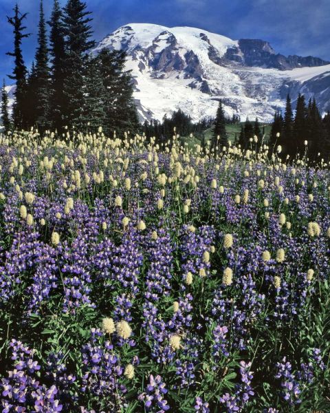 WA, Paradise Park Field of lupine and bistort